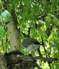 Columba palumbus