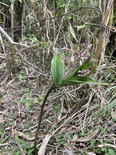 Maianthemum purpureum, photograph 2