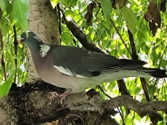 Columba palumbus