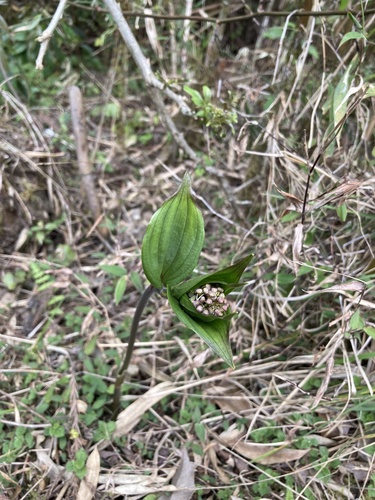Maianthemum purpureum, photograph 4