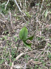 Maianthemum purpureum, photograph author not stated, no rights reserved
