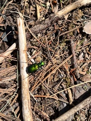 Cicindela denikei