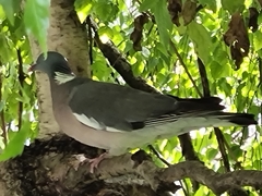 Columba palumbus