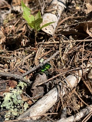 Cicindela denikei