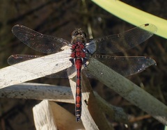 Leucorrhinia borealis