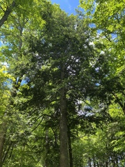 Tsuga canadensis