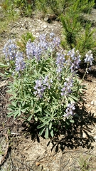 Lupinus sericeus