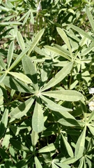 Lupinus sericeus