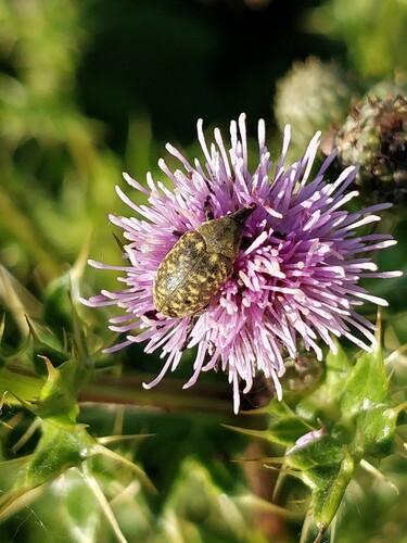 Turbine Cylindrical Weevil, Rhenen, Nederland, photo 9 of 10