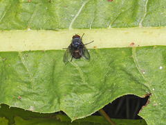 Calliphora splendens