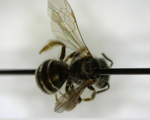 iNaturalist observation photo of Tripartite Sweat Bee