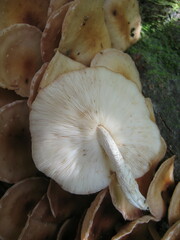 Lentinula raphanica
