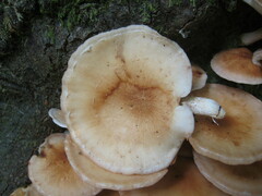 Lentinula raphanica
