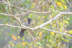 Pterorhinus ruficollis