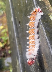 Neopreptos marathusa