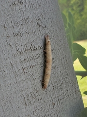 Lepidoptera