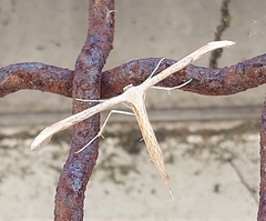 Emmelina monodactyla