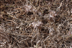 Tripodion tetraphyllum