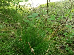 Carex umbrosa