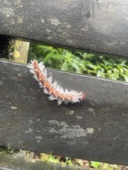 Neopreptos marathusa