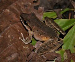 Craugastor longirostris