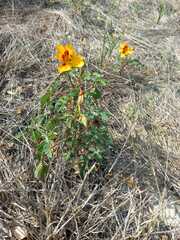 Cochlospermum wrightii