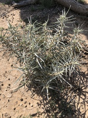 Asclepias brachystephana