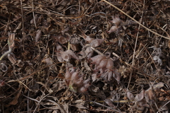 Tripodion tetraphyllum