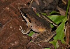 Craugastor longirostris