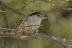 Dryoscopus cubla okavangensis