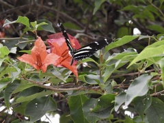 Heliconius peruvianus