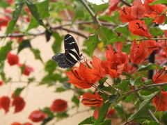Heliconius peruvianus