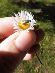 Chrysidinae
