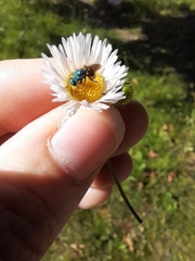 Chrysidinae