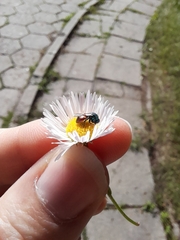 Chrysidinae