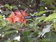Heliconius peruvianus