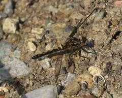 Leucorrhinia borealis