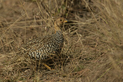 Campocolinus coqui coqui