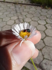 Chrysidinae
