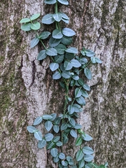 Euonymus fortunei — photo 3
