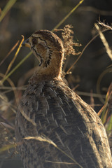 Campocolinus coqui coqui