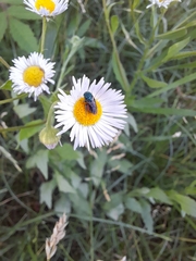 Chrysidinae