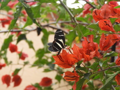 Heliconius peruvianus