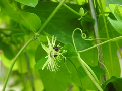 Protandrena passiflorae