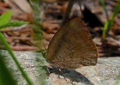 Arhopala japonica