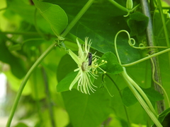 Protandrena passiflorae