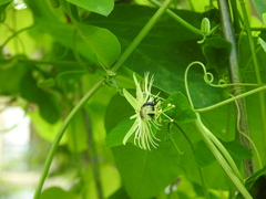 Protandrena passiflorae