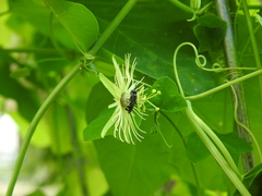 Protandrena passiflorae