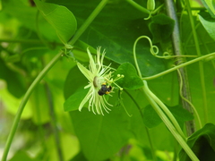 Protandrena passiflorae