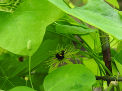 Protandrena passiflorae